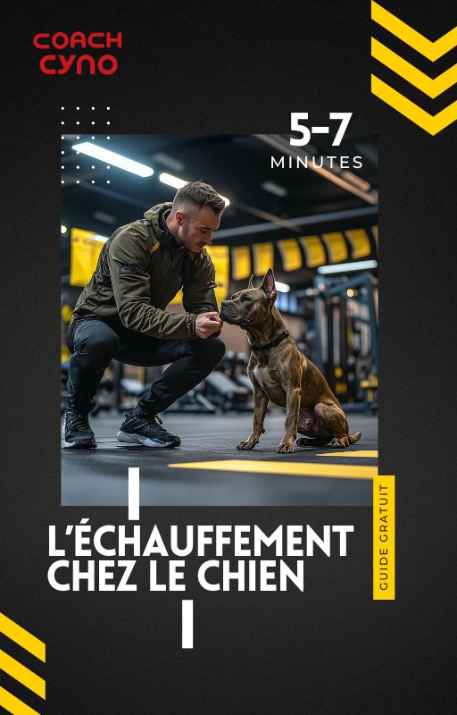 Guide Gratuit : L’Échauffement Chez le Chien