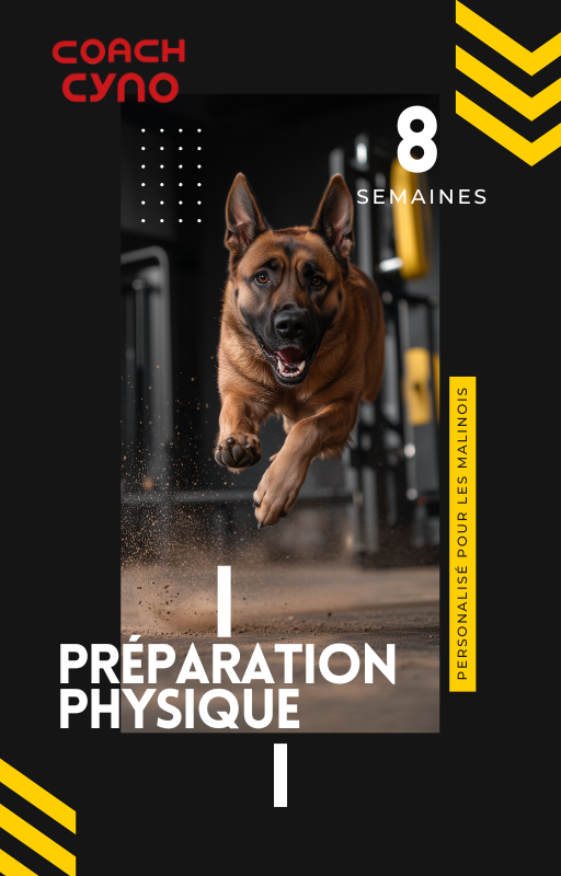 Programme de Préparation Physique pour Malinois - 12 Mois
