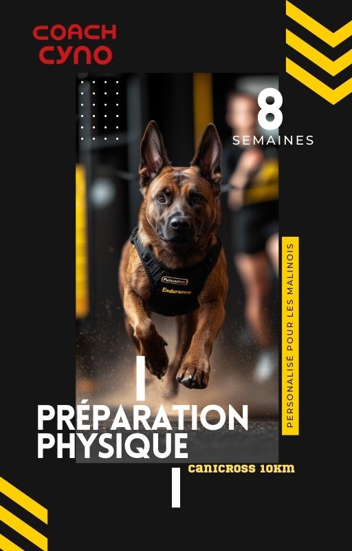 Programme de Préparation Canicross pour Malinois - 12 Mois