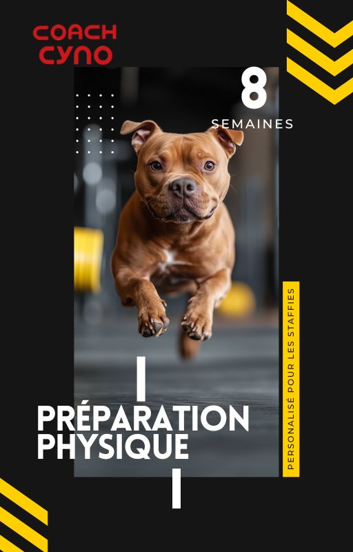 Programme de Préparation Physique pour Staffie - 12 Mois
