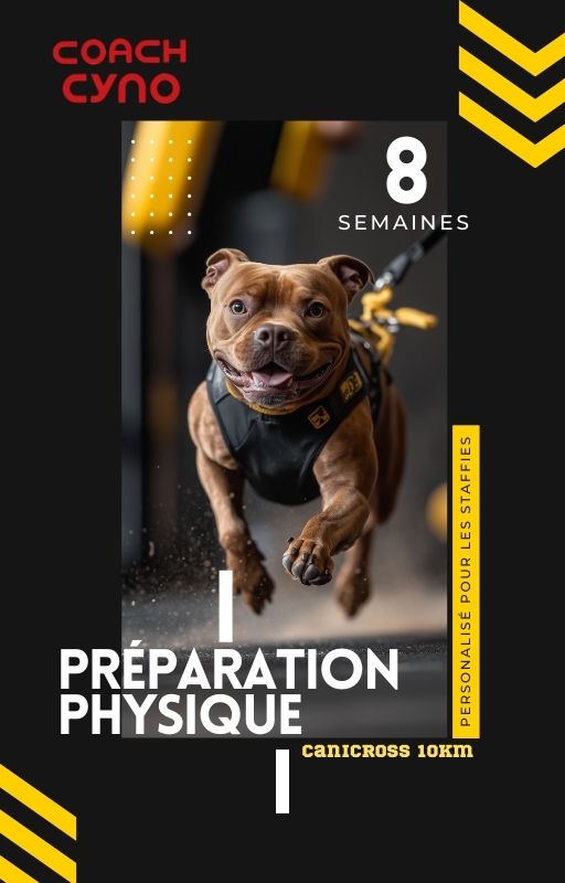 Programme de Préparation Canicross pour Staffie - 12 Mois